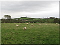 Grazing sheep alongside the Corbally Road