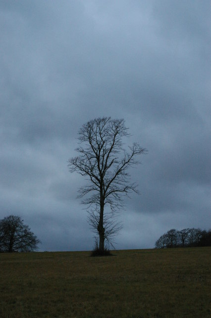 Last light of 2011: lone tree, Farnborough