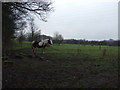 Grazing land off Calverley Lane