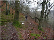 SH7762 : Woodland path in Coed y Gwmannog in winter by Jeremy Bolwell