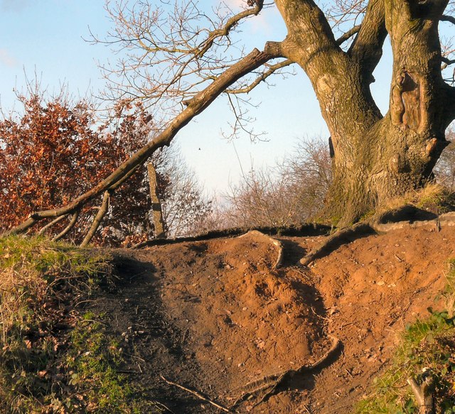 broken-tree-branch-gerald-england-cc-by-sa-2-0-geograph-britain