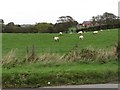 Grazing sheep north of the Grangecam Road