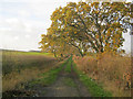 Farm track off Casthorpe Road