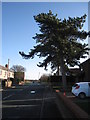 Pine tree on Gowdall Road