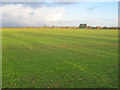 Large arable field near Casthorpe Road