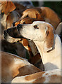 Foxhounds at the Buccleuch Hunt meet at St Boswells