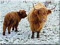 Highland Cow with Calf