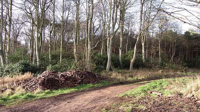 Brownrig Wood
