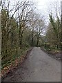 Minor road in Vinney Copse