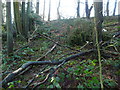 Storm damage in Calderglen Country Park