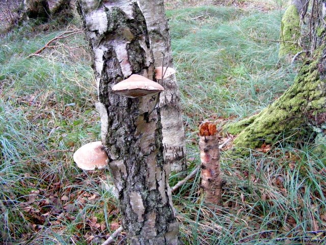 Bracket Fungi at Spynie Wood