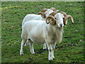 Sheep in a field at Bishopsbourne