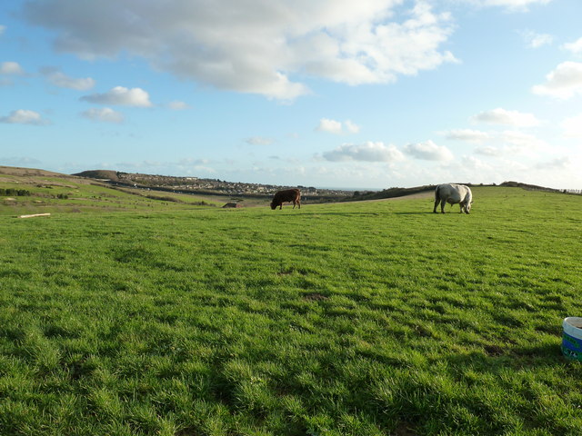 Bulls in field by the Monarch's Way