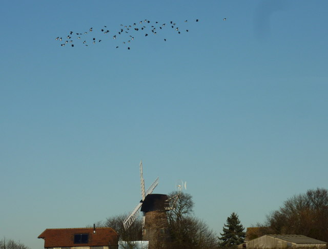 A flock of lapwings circling Reeds Mill