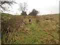 Auld cley road, Carrickstone, Cumbernauld, beginning of evident hedgerow on both sides, unmodernised