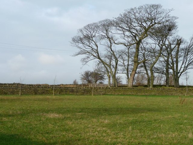 A stand of winter trees