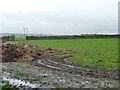 Muddy field bottom, Low Common