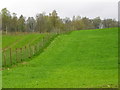 Woodland edge, Kinclaven