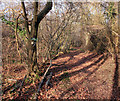 The Chiltern Way in Oakley Wood