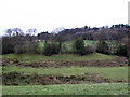 Field below Well Lane