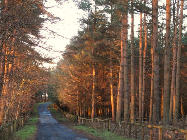 The drive to Minsteracres in Barleyhill Plantation