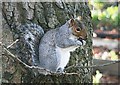 Squirrel at Wilton allotment