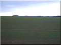 Farmland north off Selby Road