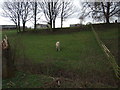 Grazing land, Steeton Hall