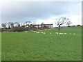 SE1413 : Sheep grazing on a windy day by Christine Johnstone