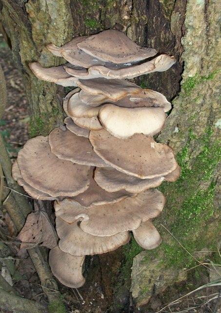 An Oyster Mushroom attacks an Ash tree