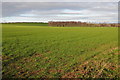 Arable land near Peterstow