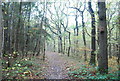 TR1363 : Footpath in Clowes Wood by N Chadwick
