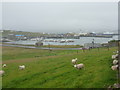 Symbister: sheep above the harbour