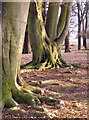 TQ1973 : Beech trees in winter, Conduit Wood, Richmond Park by Stefan Czapski