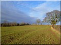 Farmland, Scorton