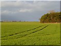 Farmland, Uckerby