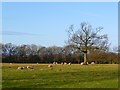 Pasture, Scorton