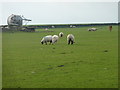 SE1905 : Sheep [and one cow] grazing near Whitley Common by Christine Johnstone