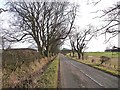 Tree-lined country road near Needless Hall Moor Farm