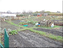 SE1333 : Allotments - Lane Ends Close by Betty Longbottom