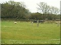 The edge of the Wickerman field