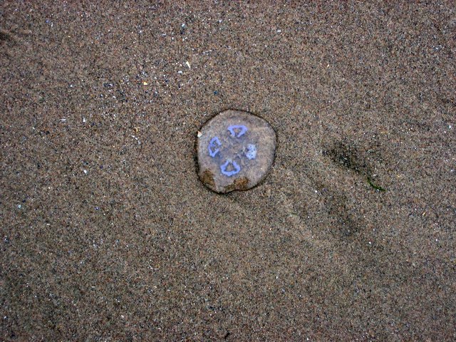 Jellyfish stranded on Rhossili Beach
