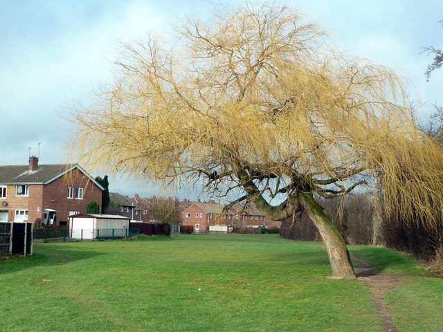 Winter tree in Honeywell