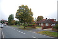 Tree on Rectory Rd