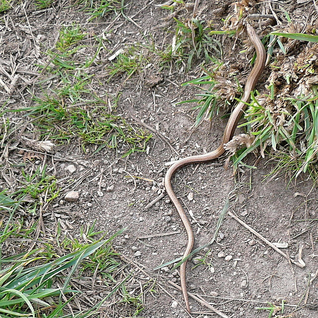 Slow worm at Treryn Dinas © Graham Horn cc-by-sa/2.0 :: Geograph ...