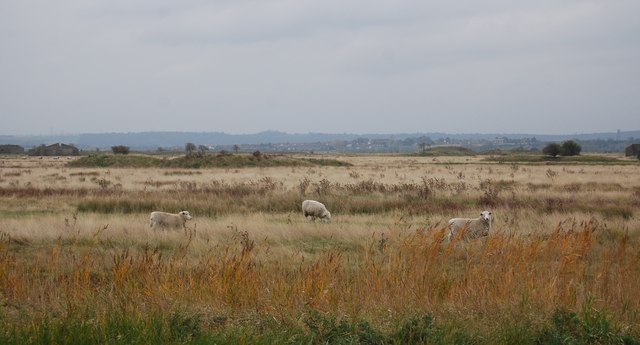 Sheep, Cliffe Marshes