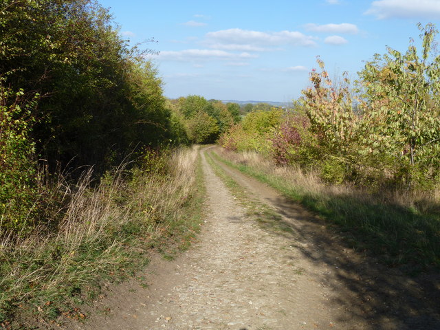 Wooded track
