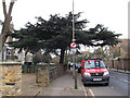 The Blackheath cedar