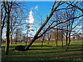 Toppled Tree, Kings Drive, Glasgow