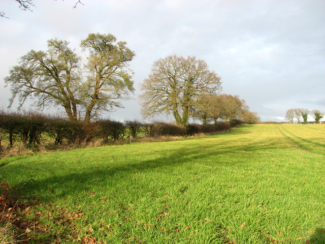 Bare trees and field boundary hedge